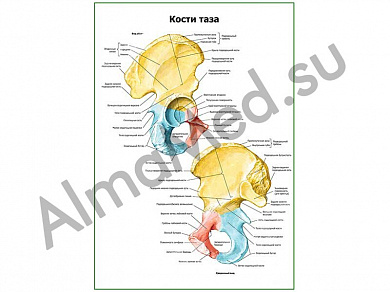 Кости таза плакат ламинированный А1/А2 (ламинированный	A2)
