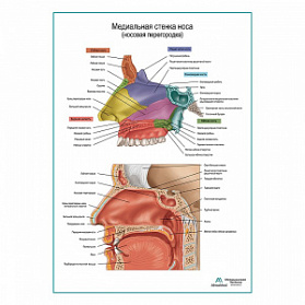 Медиальная стенка носа (носовая перегородка), плакат глянцевый А1+/А2+ (глянцевая фотобумага от 200 г/кв.м, размер A1+)