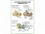 Костный и перепончатый лабиринты уха плакат глянцевый А1/А2 (глянцевый A1)