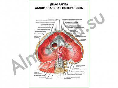 Диафрагма. Абдоминальная поверхность плакат ламинированный А1/А2 (ламинированный	A2)