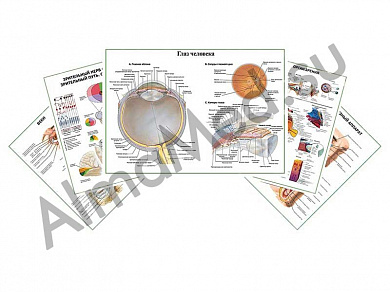 Комплект плакатов для кабинета офтальмолога глянцевый/ламинированный А1/А2 (глянцевый	A2)