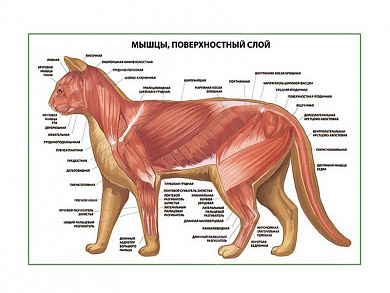 Мышцы кошки, поверхностный слой плакат глянцевый А1/А2 (глянцевый A1)