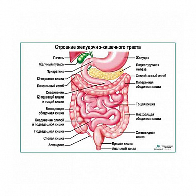 Строение желудочно-кишечного тракта, плакат глянцевый/ламинированный А1/А2 (глянцевый	A2)