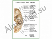 Отверстия и каналы черепа, вид сверху плакат глянцевый/ламинированный А1/А2 (глянцевый	A2)