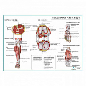 Мышцы стопы и голени, плакат глянцевый А1+/А2+ (глянцевый холст от 200 г/кв.м, размер A1+)