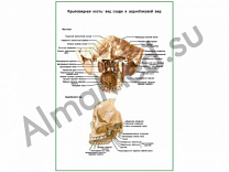 Крыловидная кость плакат ламинированный А1/А2 (ламинированный	A2)