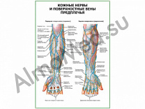 Кожные нервы и поверхностные вены предплечья плакат ламинированный А1/А2 (ламинированный	A2)