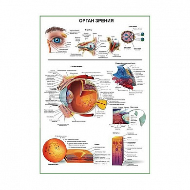 Орган зрения человека, плакат глянцевый/ламинированный А1/А2 (глянцевый	A1)
