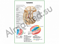 Таламус плакат глянцевый/ламинированный А1/А2 (глянцевый	A2)