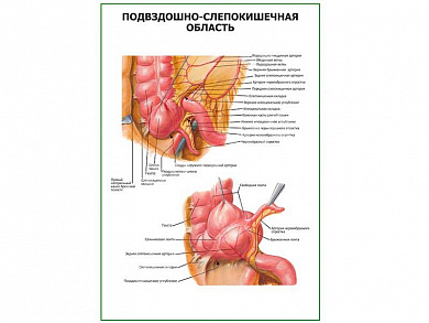 Подвздошно-слепокишечная область плакат глянцевый  A1/A2 (глянцевый A1)