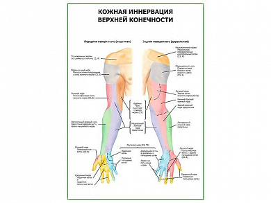 Кожная иннервация верхней конечности плакат глянцевый А1/А2 (глянцевый A1)