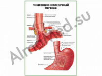 Пищеводно-желудочный переход плакат глянцевый/ламинированный А1/А2 (глянцевый	A2)
