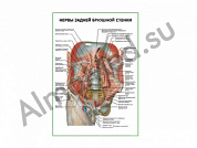 Нервы задней брюшной стенки плакат глянцевый/ламинированный А1/А2 (глянцевый	A2)