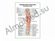 Мышцы ноги. Вид сзади глубокий слой плакат ламинированный А1/А2 (ламинированный	A2)