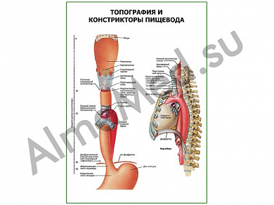 Топография и констрикторы пищевода плакат ламинированный А1/А2 (ламинированный	A2)