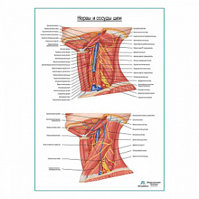 Нервы и сосуды шеи. Вид сбоку плакат глянцевый А1+/А2+ (глянцевый холст от 200 г/кв.м, размер A1+)