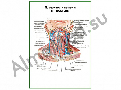 Поверхностные вены и нервы шеи плакат ламинированный А1/А2 (ламинированный	A2)