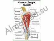 Мышцы бедра вид спереди, продолжение, плакат ламинированный А1/А2 (ламинированный	A2)