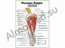 Мышцы бедра вид спереди, продолжение, плакат ламинированный А1/А2 (ламинированный	A2)