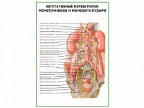 Вегетативные нервы почек, мочеточников, мочевого пузыря плакат глянцевый А1/А2 (глянцевый A1)