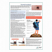 Клещевой энцефалит медицинский плакат А1+/A2+ (глянцевая фотобумага от 200 г/кв.м, размер A1+)