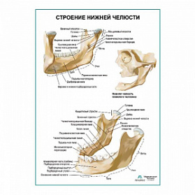 Строение нижней челюсти плакат глянцевый А1+/А2+ (глянцевая фотобумага от 200 г/кв.м, размер A2+)
