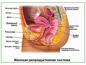 Женская репродуктивная система, плакат глянцевый/ламинированный А1/А2 (глянцевый	A2)