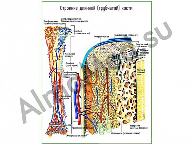 Строение трубчатой кости, плакат ламинированный А1/А2 (ламинированный	A2)