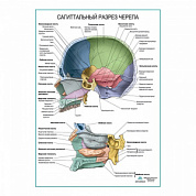 Сагиттальный разрез черепа плакат глянцевый А1+/А2+ (глянцевый холст от 200 г/кв.м, размер A1+)