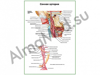 Сонная артерия плакат ламинированный А1/А2 (ламинированный	A2)