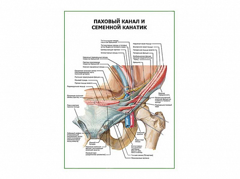 Паховый канал и семенной канатик плакат глянцевый А1/А2 (глянцевый A1)