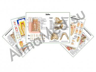 Комплект плакатов для кабинета стоматолога ламинированный А1/А2 (ламинированный	A2)