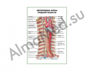 Автономные нервы грудной полости плакат ламинированный А1/А2 (ламинированный	A2)