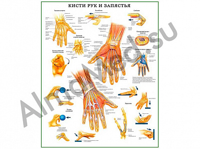 Кисти рук и запястья, плакат ламинированный А1/А2 (ламинированный	A1)