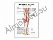 Мышцы ноги. Вид сзади верхний слой плакат ламинированный А1/А2 (ламинированный	A2)