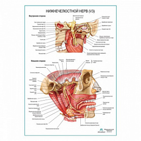 Нижнечелюстной нерв плакат глянцевый А1+/А2+ (матовый холст от 200 г/кв.м, размер A1+)