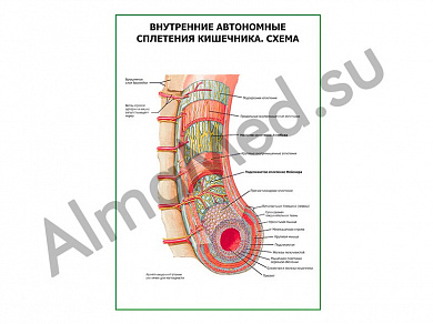 Внутренние автономные сплетения кишечника. Схема, плакат ламинированный А1/А2 (ламинированный	A2)