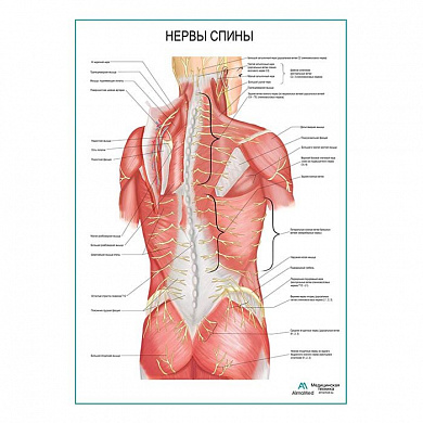 Нервы спины плакат глянцевый А1+/А2+ (матовый холст от 200 г/кв.м, размер A1+)