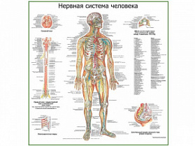 Нервная система человека, плакат глянцевый А1/А2 (глянцевый A2)
