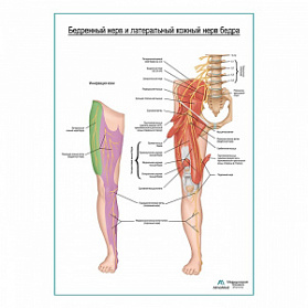 Бедренный нерв и боковой кожный нерв бедра плакат глянцевый А1+/А2+ (глянцевый холст от 200 г/кв.м, размер A1+)