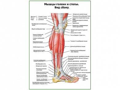 Мышцы голени и стопы, вид сбоку плакат глянцевый А1/А2 (глянцевый A2)