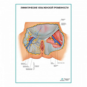 Лимфатические узлы женской промежности плакат глянцевый А1+/А2+ (глянцевый холст от 200 г/кв.м, размер A1+)