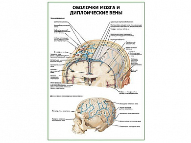 Оболочки мозга и диплоические вены плакат глянцевый А1/А2 (глянцевый A2)