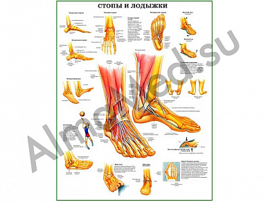 Стопы и лодыжки, плакат глянцевый/ламинированный А1/А2 (глянцевый	A2)
