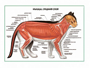 Мышцы кошки.Средний слой плакат глянцевый А1/А2 (глянцевый A1)