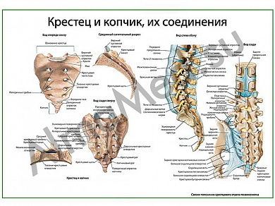 Крестец и копчик, их соединения, плакат ламинированный А1/А2 (ламинированный	A2)