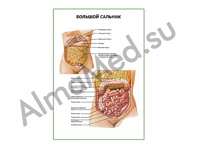 Большой сальник плакат ламинированный А1/А2 (ламинированный	A2)