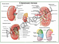 Почка, строение, кровоснабжение, плакат ламинированный А1/А2 (ламинированный	A2)