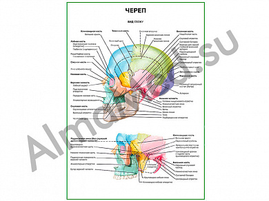 Череп. Вид сбоку плакат ламинированный А1/А2 (ламинированный	A2)