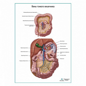 Вены тонкого кишечника плакат глянцевый  А1+/А2+ (глянцевая фотобумага от 200 г/кв.м, размер A2+)